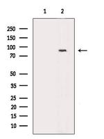 Phospho-eIF2b epsilon (Ser540) Antibody in Western Blot (WB)