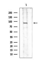 Phospho-eIF2b epsilon (Ser540) Antibody in Western Blot (WB)