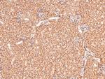 Phospho-eIF2b epsilon (Ser540) Antibody in Immunohistochemistry (Paraffin) (IHC (P))