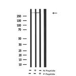 Phospho-LRP1 (Ser4520) Antibody in Western Blot (WB)