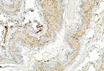 Phospho-ERK1/ERK2 (Thr202, Tyr204, Thr185, Tyr187) Antibody in Immunohistochemistry (Paraffin) (IHC (P))