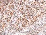 Phospho-ERK1/ERK2 (Thr202, Tyr204, Thr185, Tyr187) Antibody in Immunohistochemistry (Paraffin) (IHC (P))