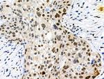 Phospho-Trf2 (Thr188) Antibody in Immunohistochemistry (Paraffin) (IHC (P))