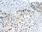 Phospho-Trf2 (Thr188) Antibody in Immunohistochemistry (Paraffin) (IHC (P))