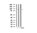 Phospho-Leptin Receptor (Tyr986) Antibody in Western Blot (WB)