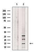 Phospho-Histone H2A (Ser2) Antibody in Western Blot (WB)