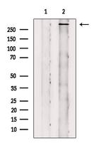 Phospho-ATM (Ser1981) Antibody in Western Blot (WB)