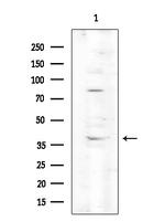 Phospho-Connexin 43 (Ser282) Antibody in Western Blot (WB)