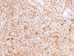 Phospho-Connexin 43 (Ser282) Antibody in Immunohistochemistry (Paraffin) (IHC (P))