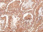 Phospho-Connexin 43 (Ser282) Antibody in Immunohistochemistry (Paraffin) (IHC (P))