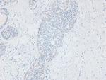 Phospho-APLF (Ser116) Antibody in Immunohistochemistry (Paraffin) (IHC (P))