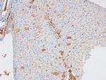 Phospho-APLF (Ser116) Antibody in Immunohistochemistry (Paraffin) (IHC (P))