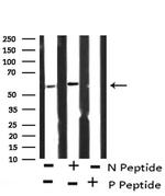 Phospho-APLF (Ser116) Antibody in Western Blot (WB)