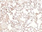 Phospho-Bim (Ser44, Ser104) Antibody in Immunohistochemistry (Paraffin) (IHC (P))