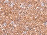 Phospho-Claudin 1 (Tyr210) Antibody in Immunohistochemistry (Paraffin) (IHC (P))