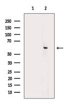 Phospho-CRMP1 (Tyr504) Antibody in Western Blot (WB)