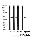 Phospho-CtBP1/CtBP2 (Ser158, Ser164) Antibody in Western Blot (WB)