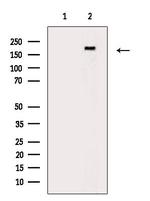 Phospho-CUX1 (Ser1237) Antibody in Western Blot (WB)