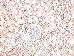 Phospho-CUX1 (Ser1237) Antibody in Immunohistochemistry (Paraffin) (IHC (P))