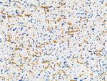 Phospho-Connexin 43 (Ser373) Antibody in Immunohistochemistry (Paraffin) (IHC (P))