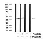 Phospho-Connexin 43 (Ser373) Antibody in Western Blot (WB)