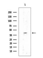 Phospho-Cyclin D1 (Thr288) Antibody in Western Blot (WB)