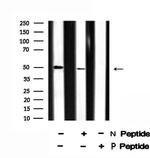 Phospho-c-Fos (Ser374) Antibody in Western Blot (WB)