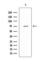 Phospho-FOXO1 (Ser249) Antibody in Western Blot (WB)