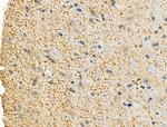 Phospho-MAP2 (Ser136) Antibody in Immunohistochemistry (Paraffin) (IHC (P))