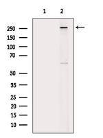 Phospho-MAP2 (Ser136) Antibody in Western Blot (WB)