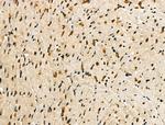 Phospho-MKP-1 (Ser323) Antibody in Immunohistochemistry (Paraffin) (IHC (P))