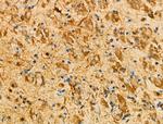 Phospho-MKP3 (Ser197) Antibody in Immunohistochemistry (Paraffin) (IHC (P))