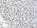 Phospho-DUSP16 (Ser446) Antibody in Immunohistochemistry (Paraffin) (IHC (P))