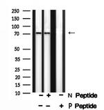 Phospho-DUSP16 (Ser446) Antibody in Western Blot (WB)