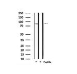 Phospho-MLK3 (Ser674) Antibody in Western Blot (WB)