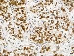 Phospho-NFATC1 (Ser172) Antibody in Immunohistochemistry (Paraffin) (IHC (P))