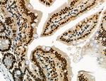 Phospho-NFATC1 (Ser172) Antibody in Immunohistochemistry (Paraffin) (IHC (P))