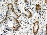 Phospho-NFATC1 (Ser172) Antibody in Immunohistochemistry (Paraffin) (IHC (P))