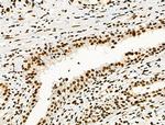 Phospho-NFATC1 (Ser172) Antibody in Immunohistochemistry (Paraffin) (IHC (P))