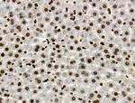 Phospho-RAD17 (Ser646) Antibody in Immunohistochemistry (Paraffin) (IHC (P))