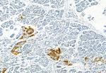 Phospho-SMAD1/SMAD5/SMAD9 (Ser463, Ser465) Antibody in Immunohistochemistry (Paraffin) (IHC (P))