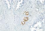 Phospho-SMAD1/SMAD5/SMAD9 (Ser463, Ser465) Antibody in Immunohistochemistry (Paraffin) (IHC (P))