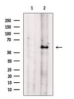 Phospho-SMAD1/SMAD5/SMAD9 (Ser463, Ser465) Antibody in Western Blot (WB)