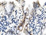 Phospho-TPPP (Ser18) Antibody in Immunohistochemistry (Paraffin) (IHC (P))