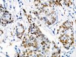 Phospho-TPPP (Ser18) Antibody in Immunohistochemistry (Paraffin) (IHC (P))