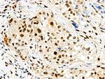 Phospho-TPPP (Ser18) Antibody in Immunohistochemistry (Paraffin) (IHC (P))