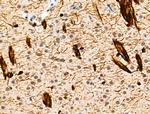 Phospho-TPPP (Ser18) Antibody in Immunohistochemistry (Paraffin) (IHC (P))