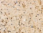 Phospho-TPPP (Ser18) Antibody in Immunohistochemistry (Paraffin) (IHC (P))