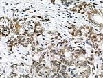 Phospho-USP28 (Ser714) Antibody in Immunohistochemistry (Paraffin) (IHC (P))