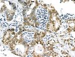 Phospho-USP28 (Ser714) Antibody in Immunohistochemistry (Paraffin) (IHC (P))